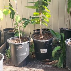 Cherimoya Fruit Tree