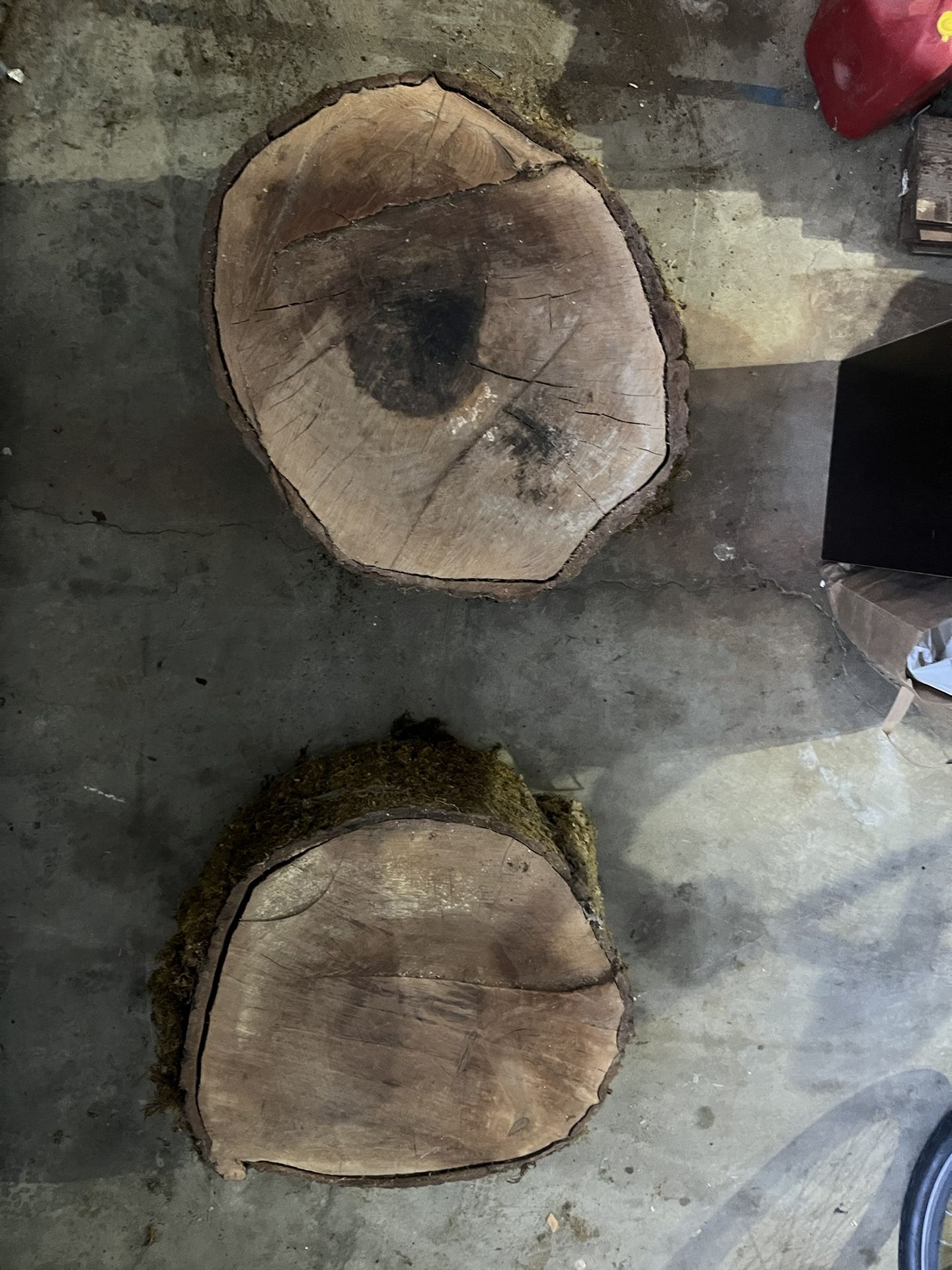 Walnut Wood Rounds