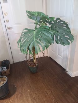 Monstera Deliciosa
