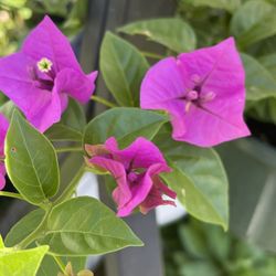  Buganvilias   Esperanza  Geranios Chismes  Pinos Y Frutales Diferentes Presios  Texteeme 