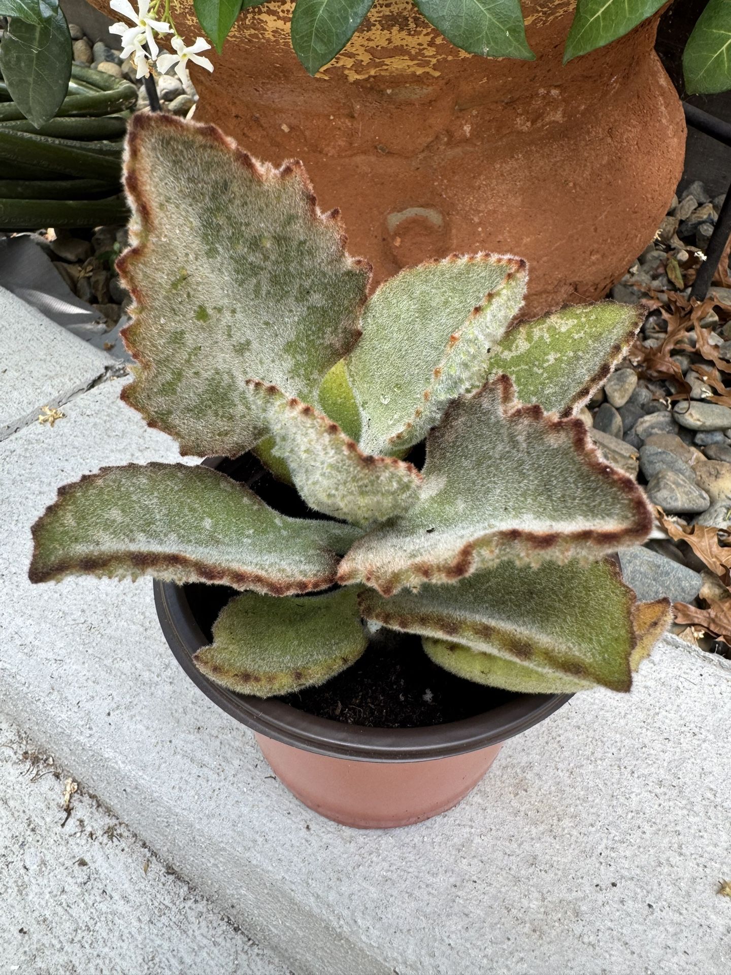 Fang Plant Succulent