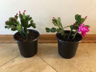 Magenta Colored Christmas Cactus