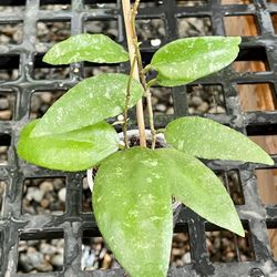 Hoya Caudata Sumatra 