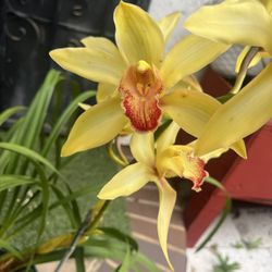 Cymbidium Orchid 5 Gallons Pot