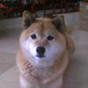 Vosot7