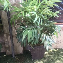 2 plantas artificiales