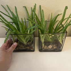 Aloe Vera Plants in Squared Vases = 22.00 each or all for 40.00 for both