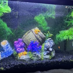 Fish Tank Aquarium