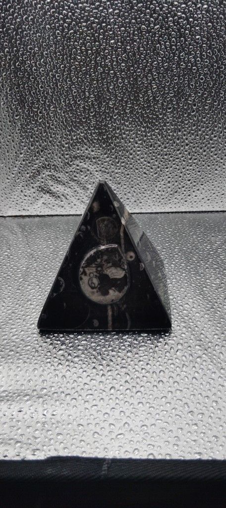 Pyramid Orthoceras With Ammonit Fossil