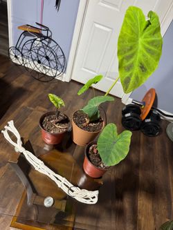 Wood table with plants