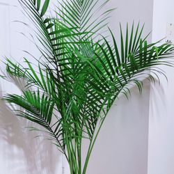 Very Healthy Majestic Palms 