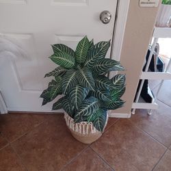 Plastic Houseplant