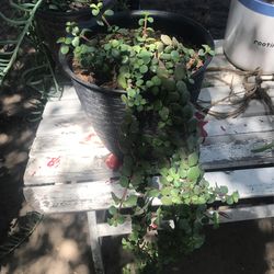 Portulacaria Afra