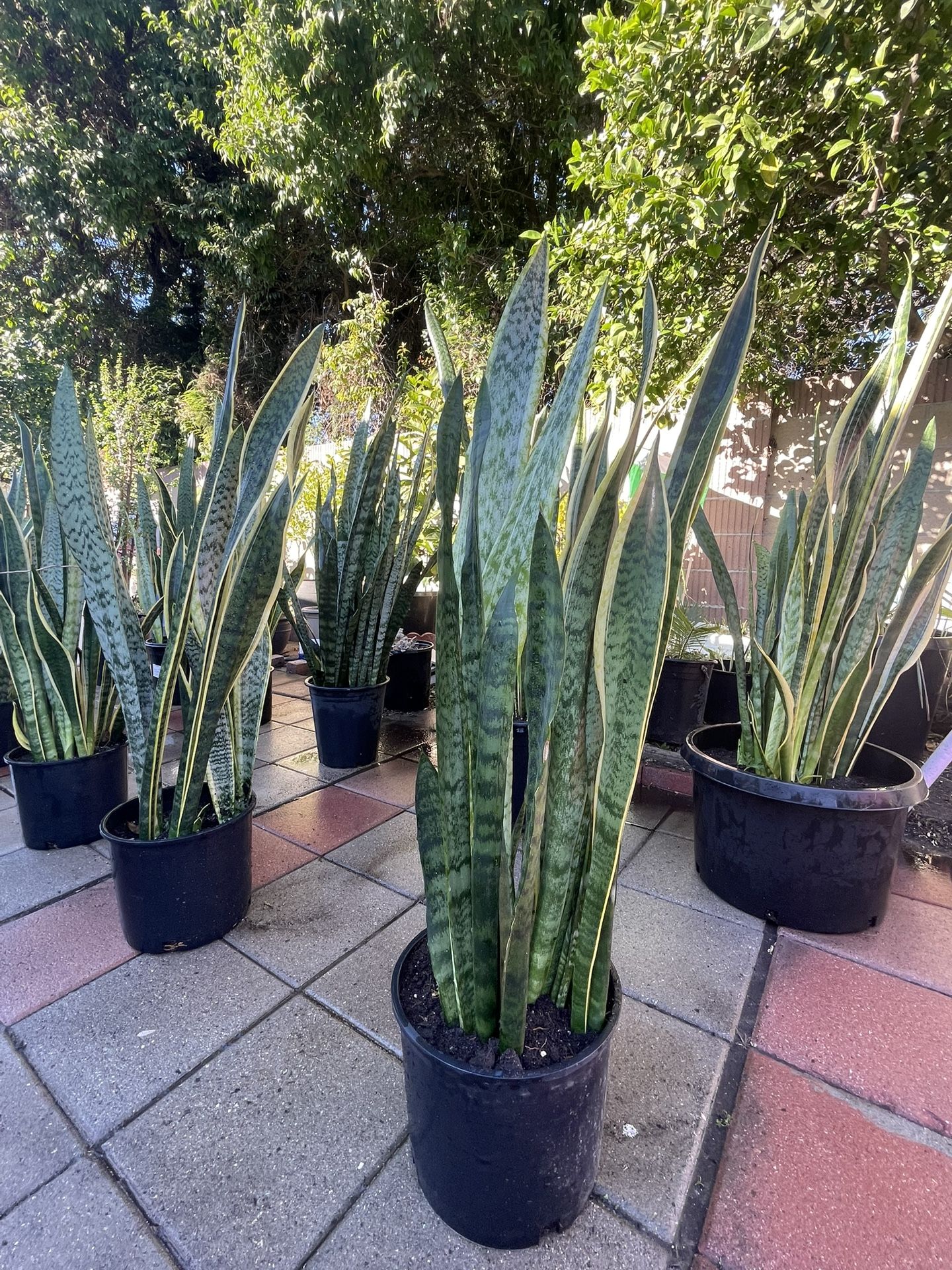 Snake Plant Sansevieria