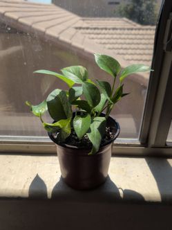 Pothos plant