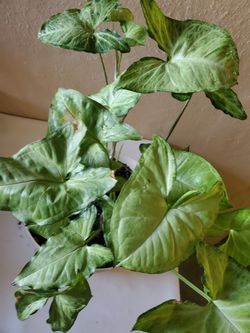 Syngonium nephthytis white butterfly plant