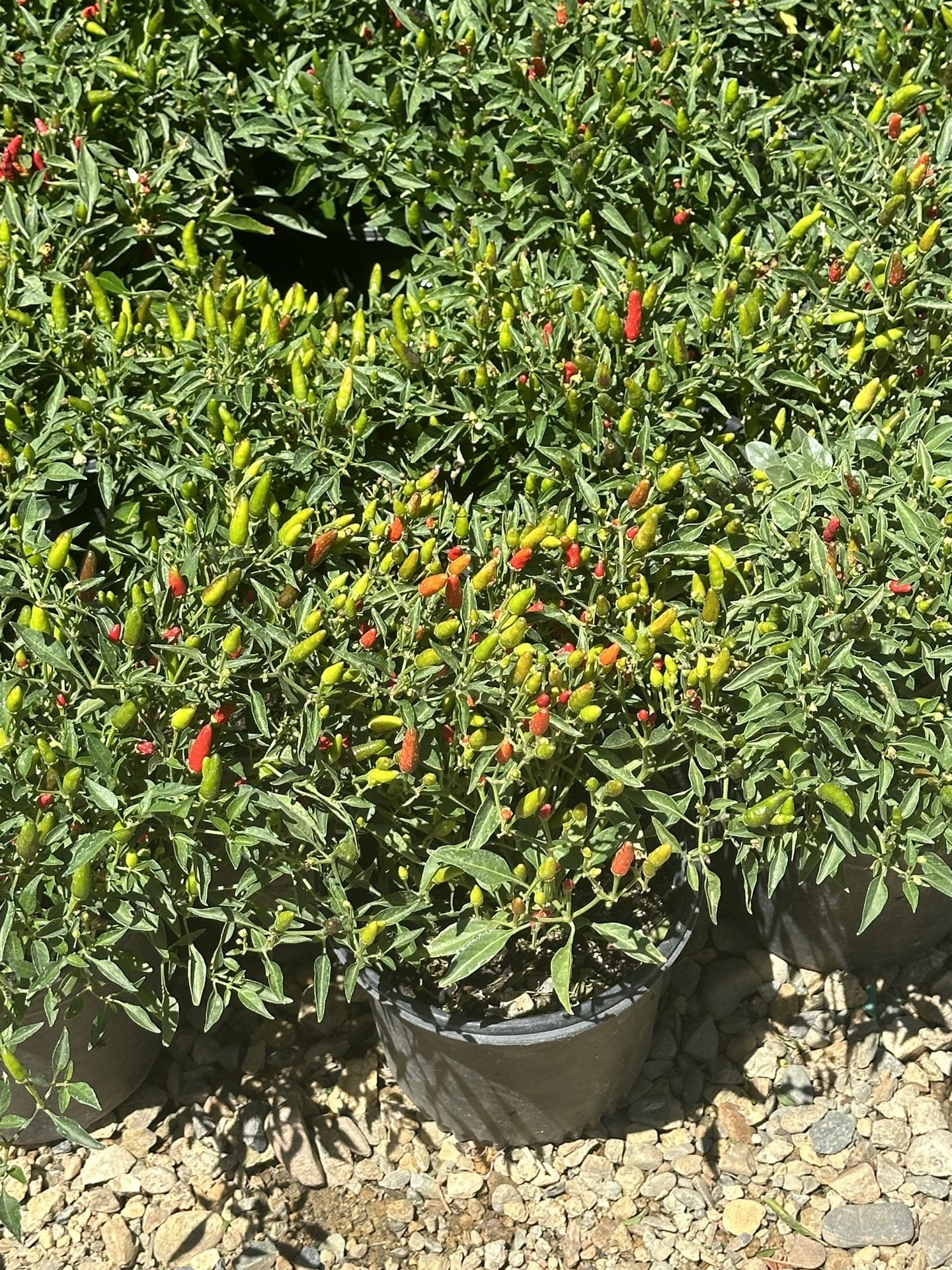 Spicy Thai Chili Plants For Sale 🌶️🪴$10.00 each 1 Gallon pot.