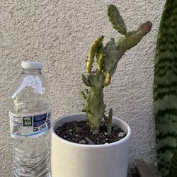 Drooping Prickly Pear Cactus Plant