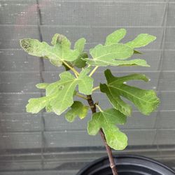 Olympian Fig