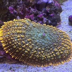 Coral Reef Tank Decoration