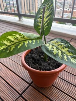 Home plant