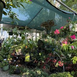 Plantas A La Venta/ Plants 4 Sale 9518 Maxroy St 77088📍