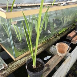 Pond Plants 