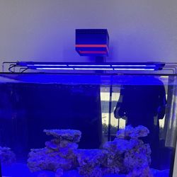 Redsea Reef 90 Light