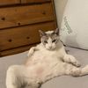 Cat GG