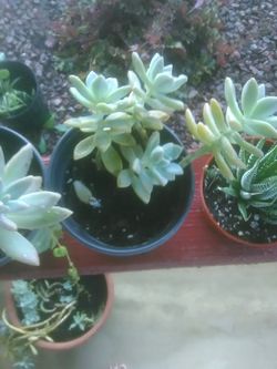 Succulent Plants