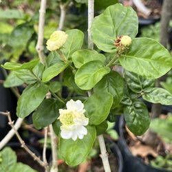 Jasmine flower plant tree