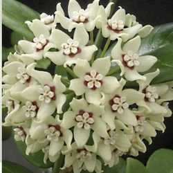 Hoya Australis Has A Very Pleasant Smell In Ceramic Pot