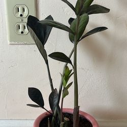 ZZ PLANT Raven Planta