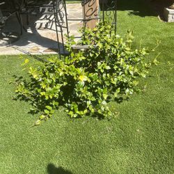 Jasmine Plant