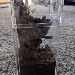 Regalis Jumping Spider Enclosure 