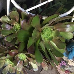 Suculentas