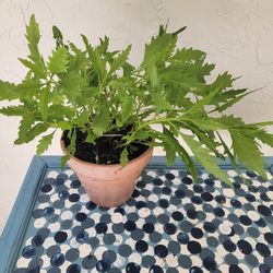 Epazote Plant In Pot 