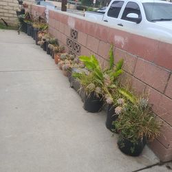 Pots And Flower For Free