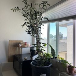 4.5 Feet 3 Black Chilli Plants