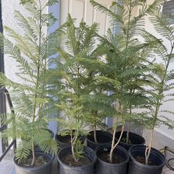 Jacaranda Trees 3 1/2 The Tall $40 Each Price Firm 
