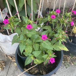 Beautiful Ginseng Flowers In 25 Gallons Pot