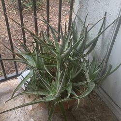Aloe Vera Plant