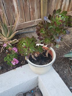 Clippings $3