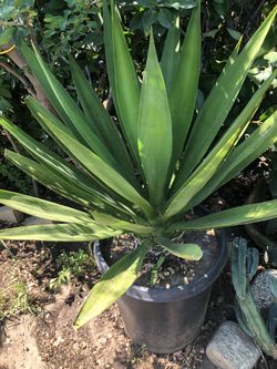 Maguey