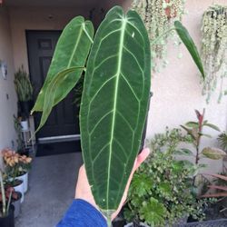 The QUEEN Anthurium "Warocqueanum " Plant $49