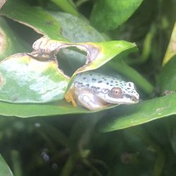 Aquarium Plants Reed Frog