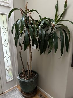 Plant Dracaena