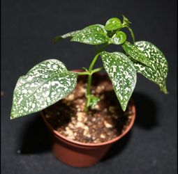 White Polka Dot Plant – Fully Rooted & Established