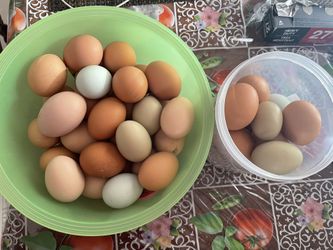Huevos Frescos De Rancho $ 7 Dol La Docena