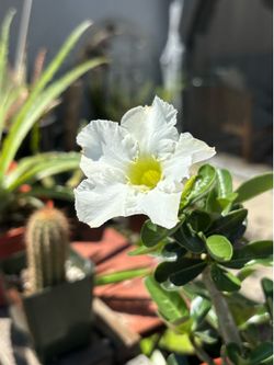 Adenium obesum (white flower), Succulent, Plant.